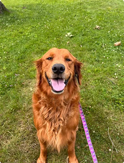 Golden retriever sitting on grass with a pink leash, tongue out.