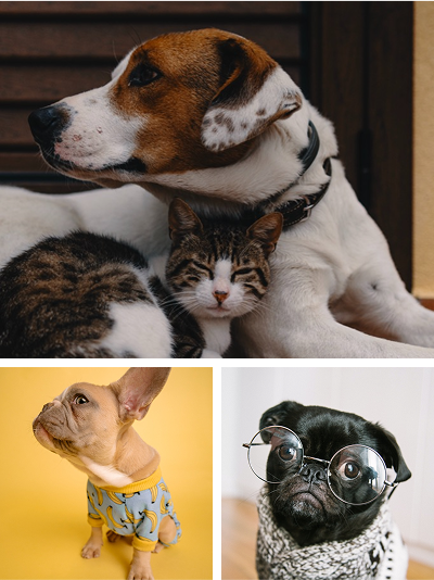 Three images: a dog with a cat, a dog in a sweater, a dog with glasses.