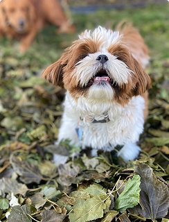 Small dog with fluffy fur sitting on fallen leaves, another dog in the background.