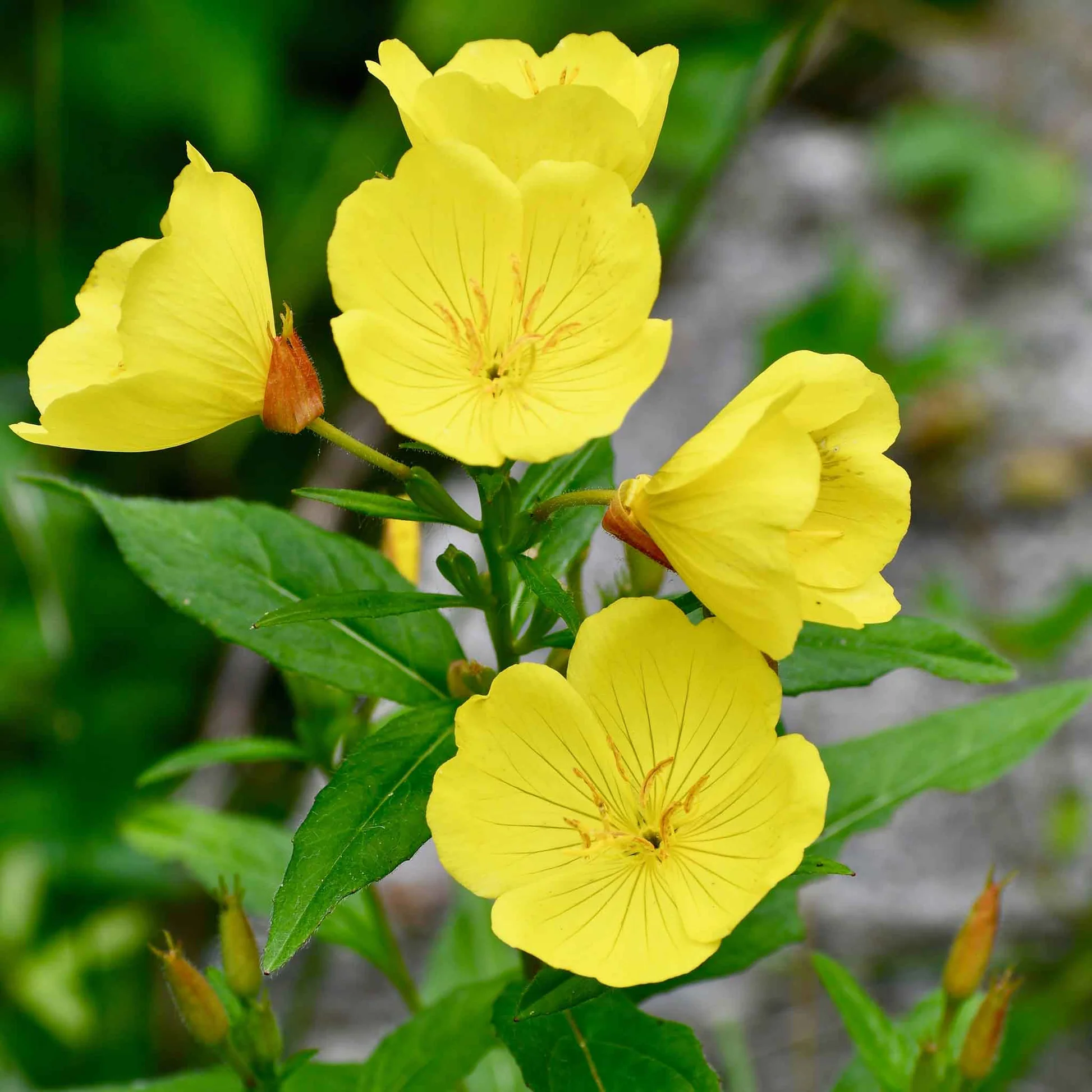 Cluster of bright yellow flowers with green leaves.