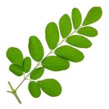 A green leafy branch with multiple oval leaves.