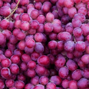 A close-up of a bunch of red grapes.