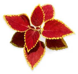 Red leaves with yellow edges arranged in a star shape.