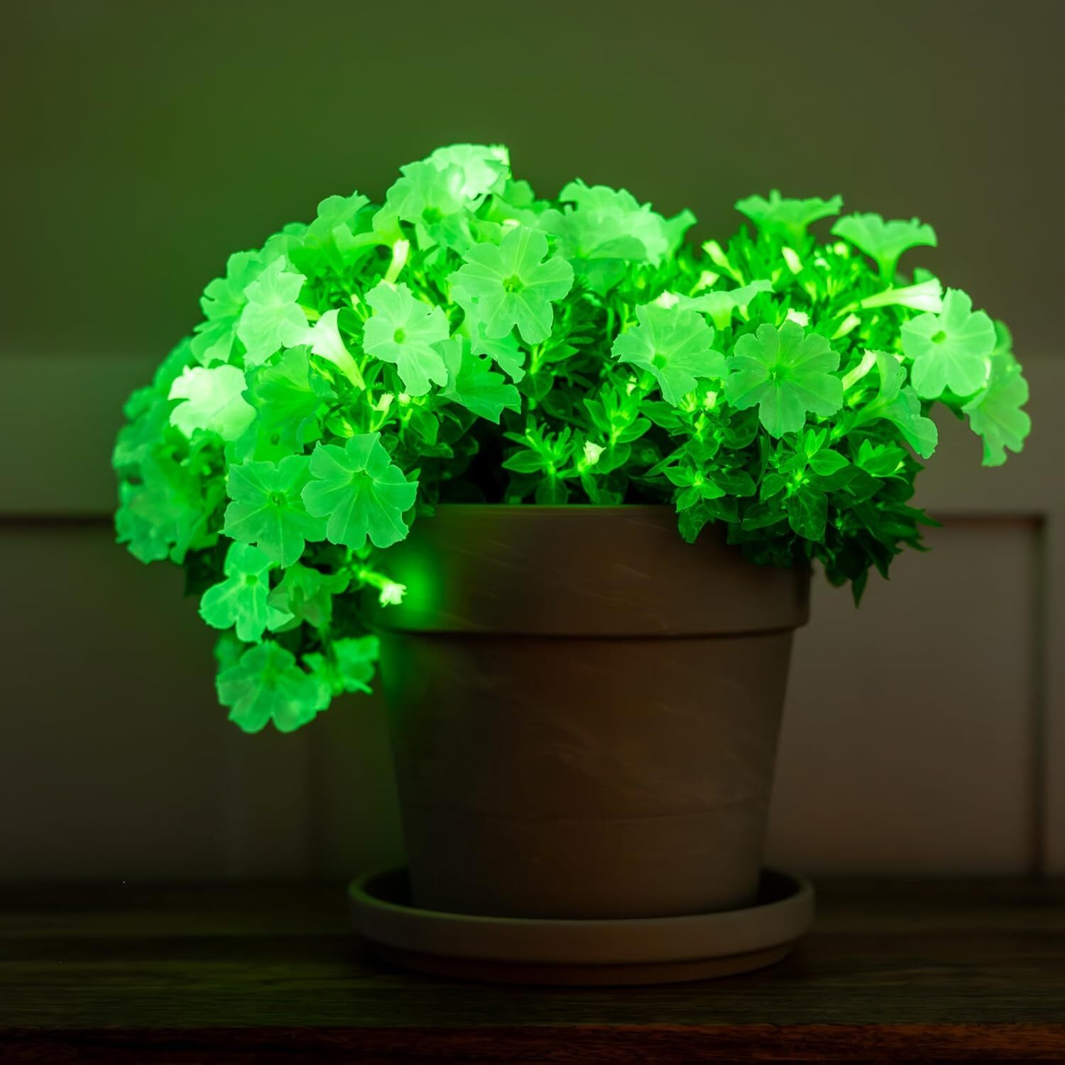 Potted plant with glowing green flowers in a dimly lit room.