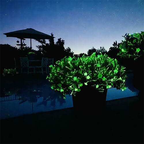 Glowing plants by a poolside at night with a starry sky.
