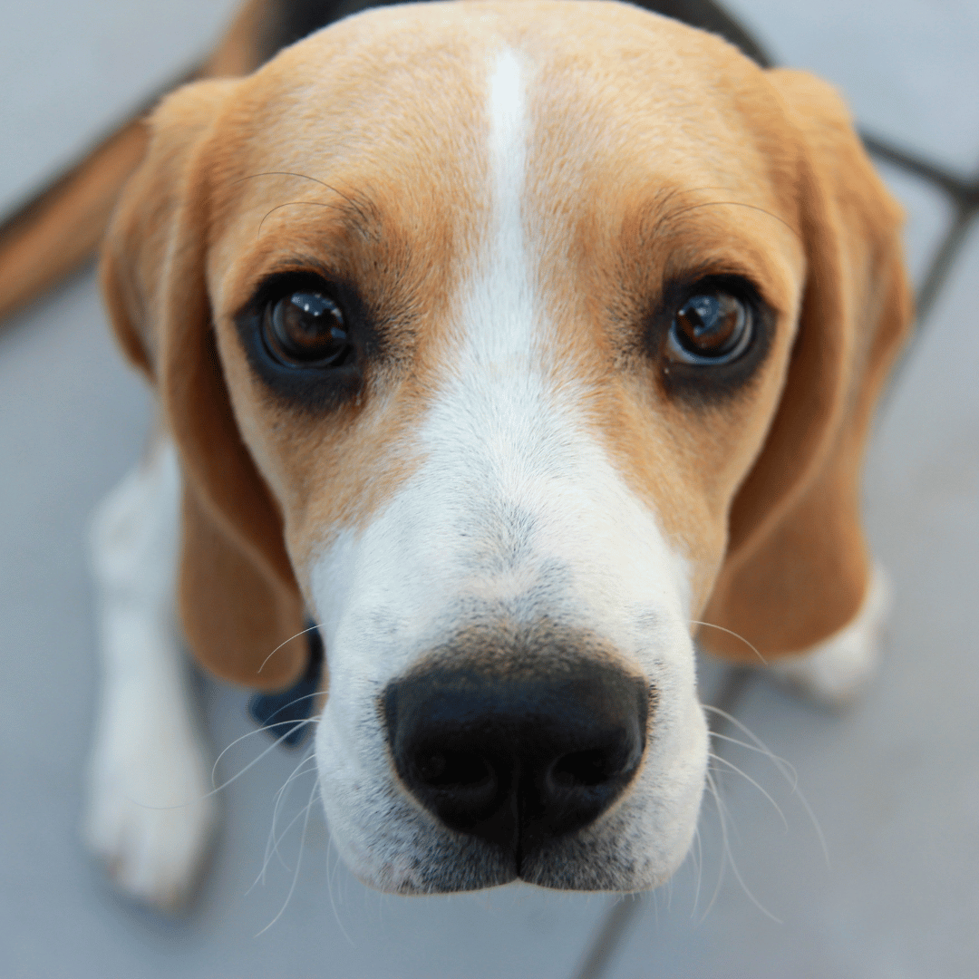 Close-up of a beagle dog's face with expressive eyes.