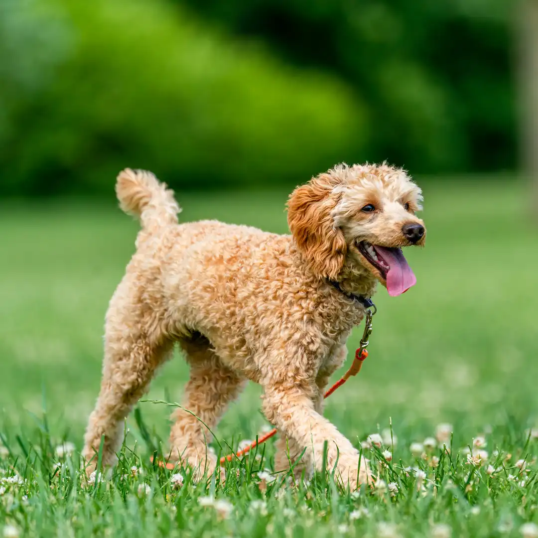 A curly-haired dog walking on grass with its tongue out.