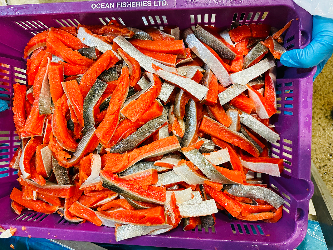 Sliced salmon pieces in a purple basket, handled by gloved hands.