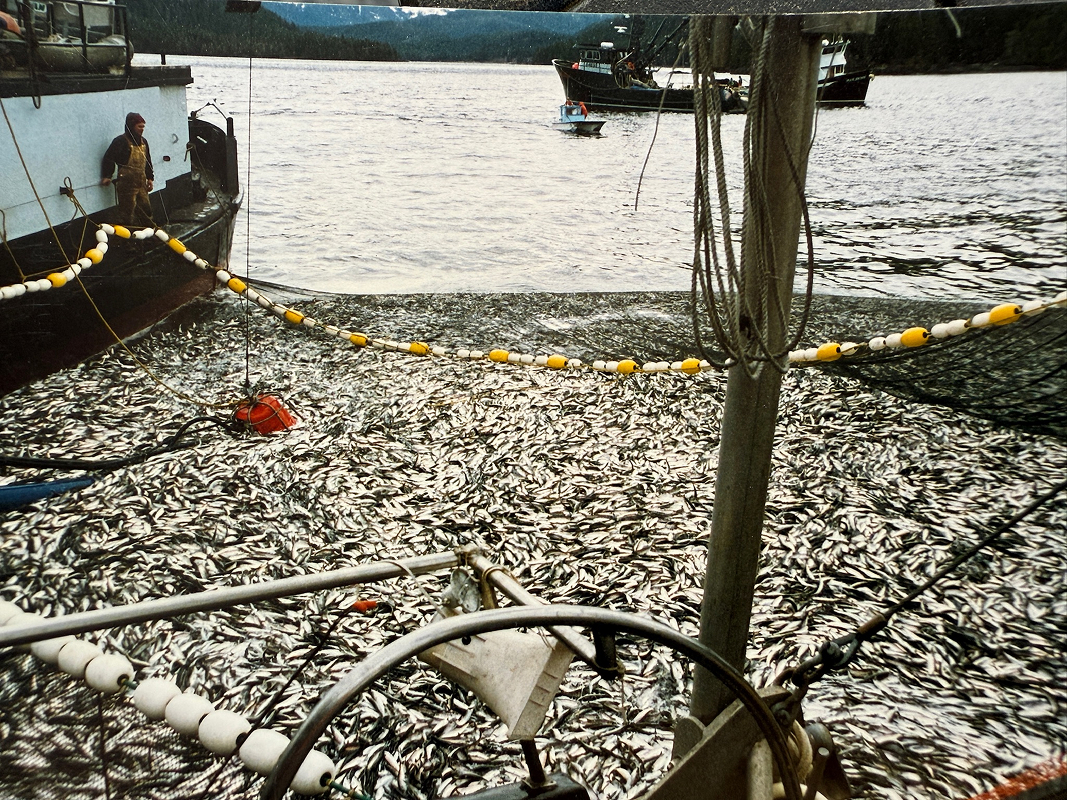 Fishing boat with a large net full of fish on the water.
