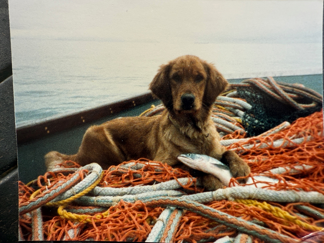  Dog on a fishing boat with salmon in his paws