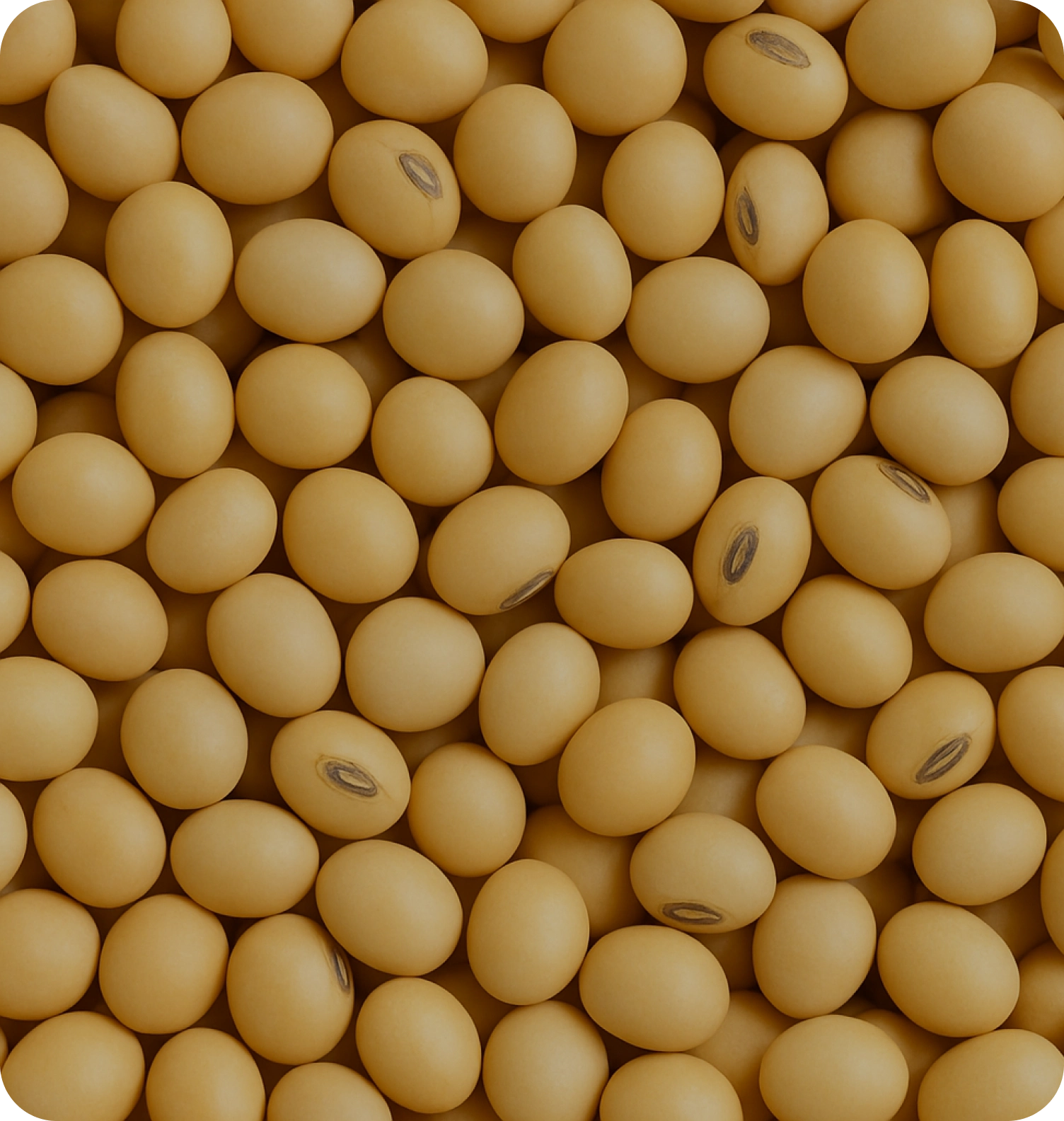 Close-up of numerous small, round, beige beans.