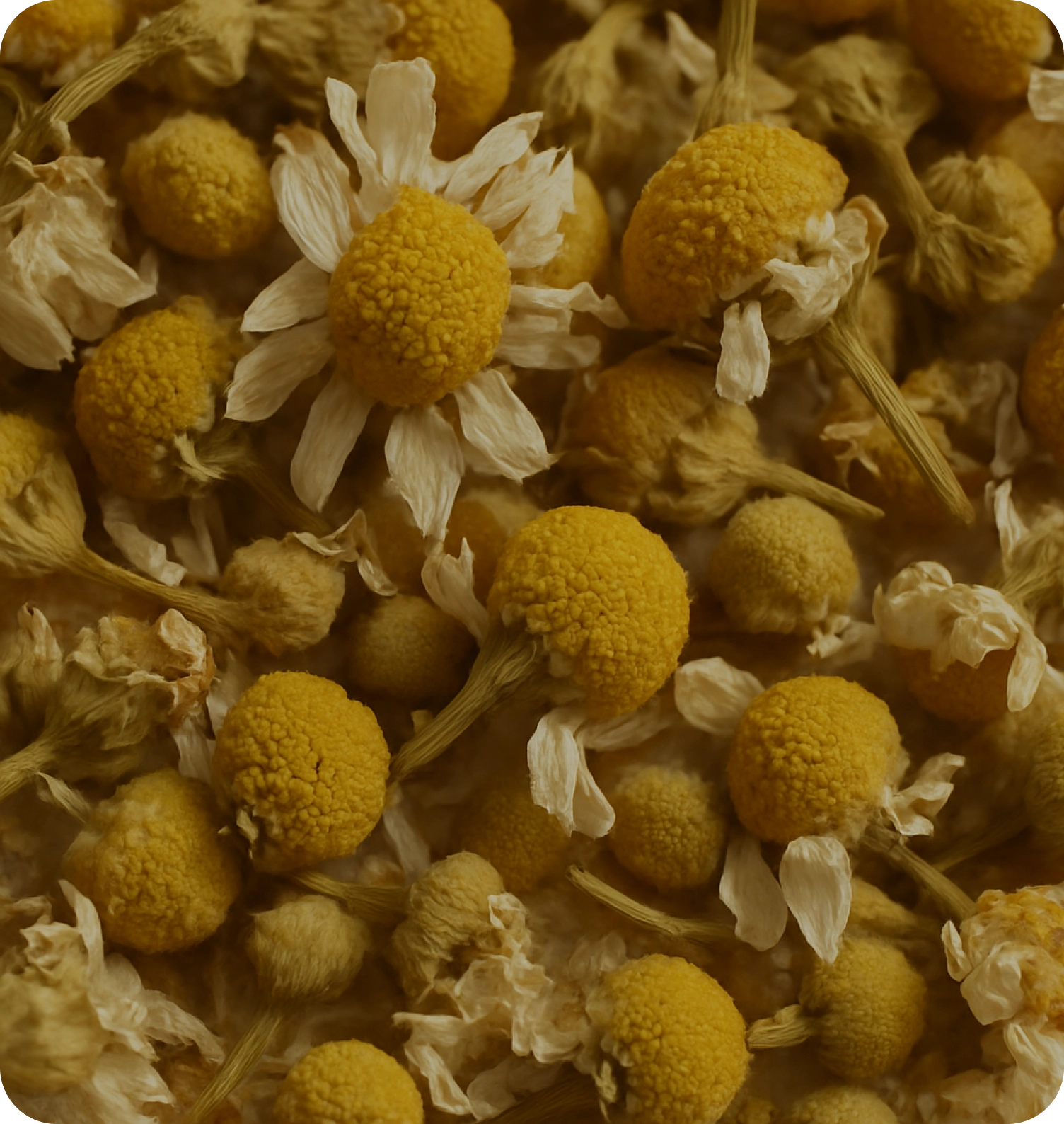 Close-up of dried chamomile flowers.
