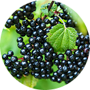 Cluster of dark berries with green leaves.