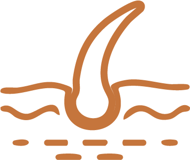 Illustration of a hair follicle in brown outline.
