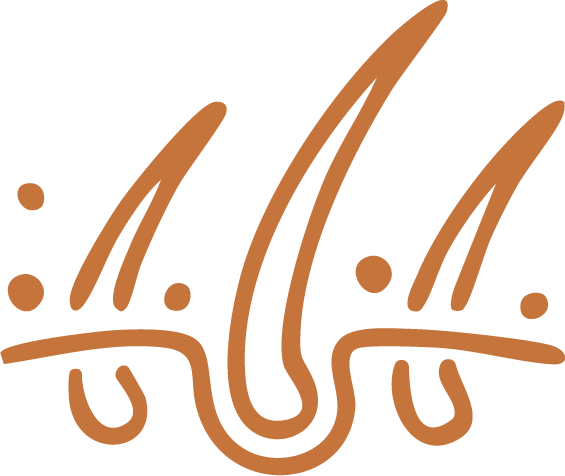 Illustration of three stylized hair follicles on the skin.