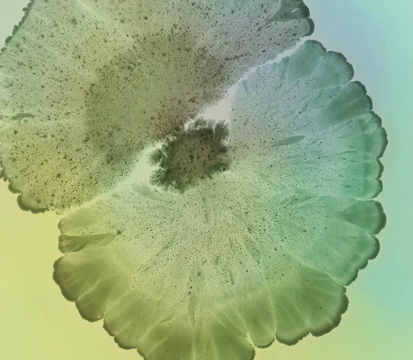 A microscopic view of a fan-shaped organic growth with a speckled texture and scalloped edges.