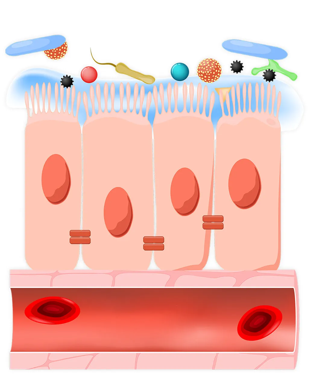 Illustration of intestinal cells with villi on top, showing various bacteria and particles above. A red blood vessel is below the cells.