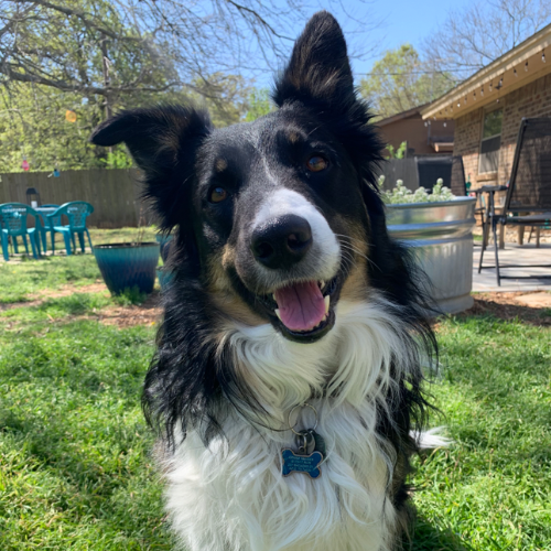 Happy dog with black and white fur sitting in a sunny backyard.