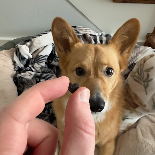 Person holding a treat in front of a Corgi dog on a blanket.