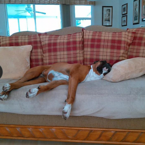 A dog sleeping on a couch with plaid pillows.