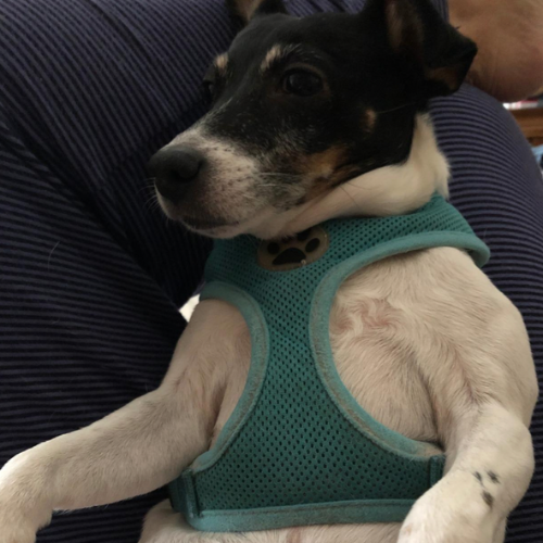 Small dog in a teal harness resting against a person's leg.