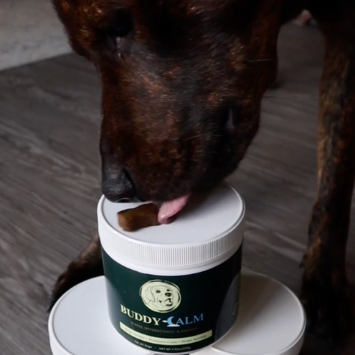 Dog licking a treat on top of a Buddy Balm container.