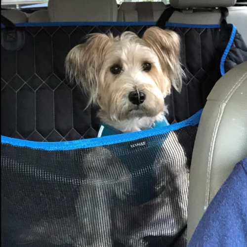 Small dog sitting in a car seat with a protective cover.