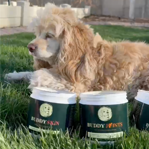 A dog lying on grass beside containers labeled 'Buddy Skin' and 'Buddy Joints.'