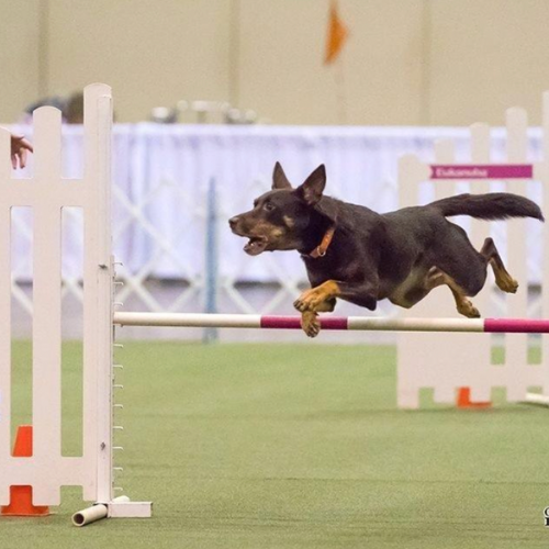 Dog jumping over an agility hurdle indoors.
