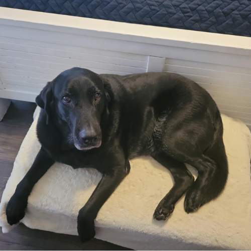 Black dog lying on a cream-colored cushion indoors.