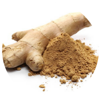 Fresh ginger root and ground ginger on a white background.
