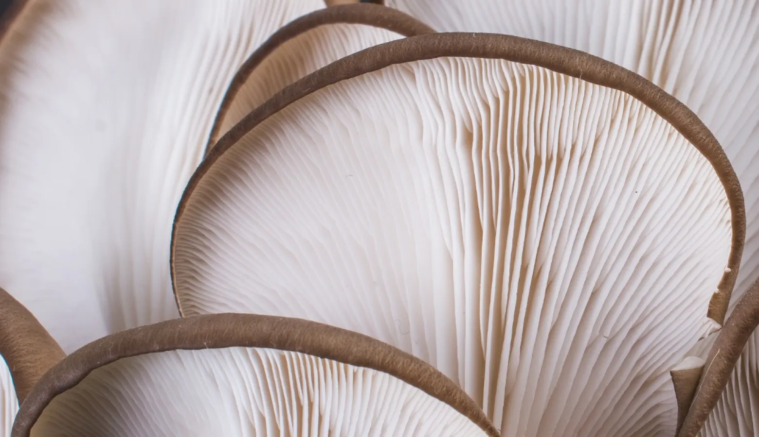 A close-up photograph of the delicate white gills on the underside of several oyster mushrooms.