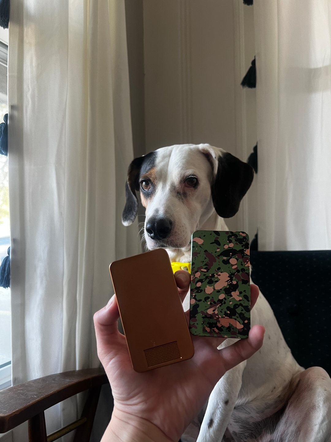 A hand holds two small electronic devices in front of a white dog with black and brown patches.