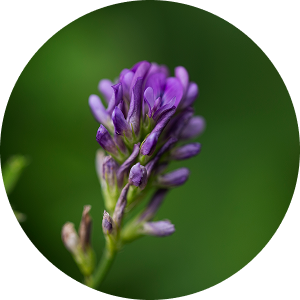 A close-up of a purple wildflower in a circular frame with a blurred green background.