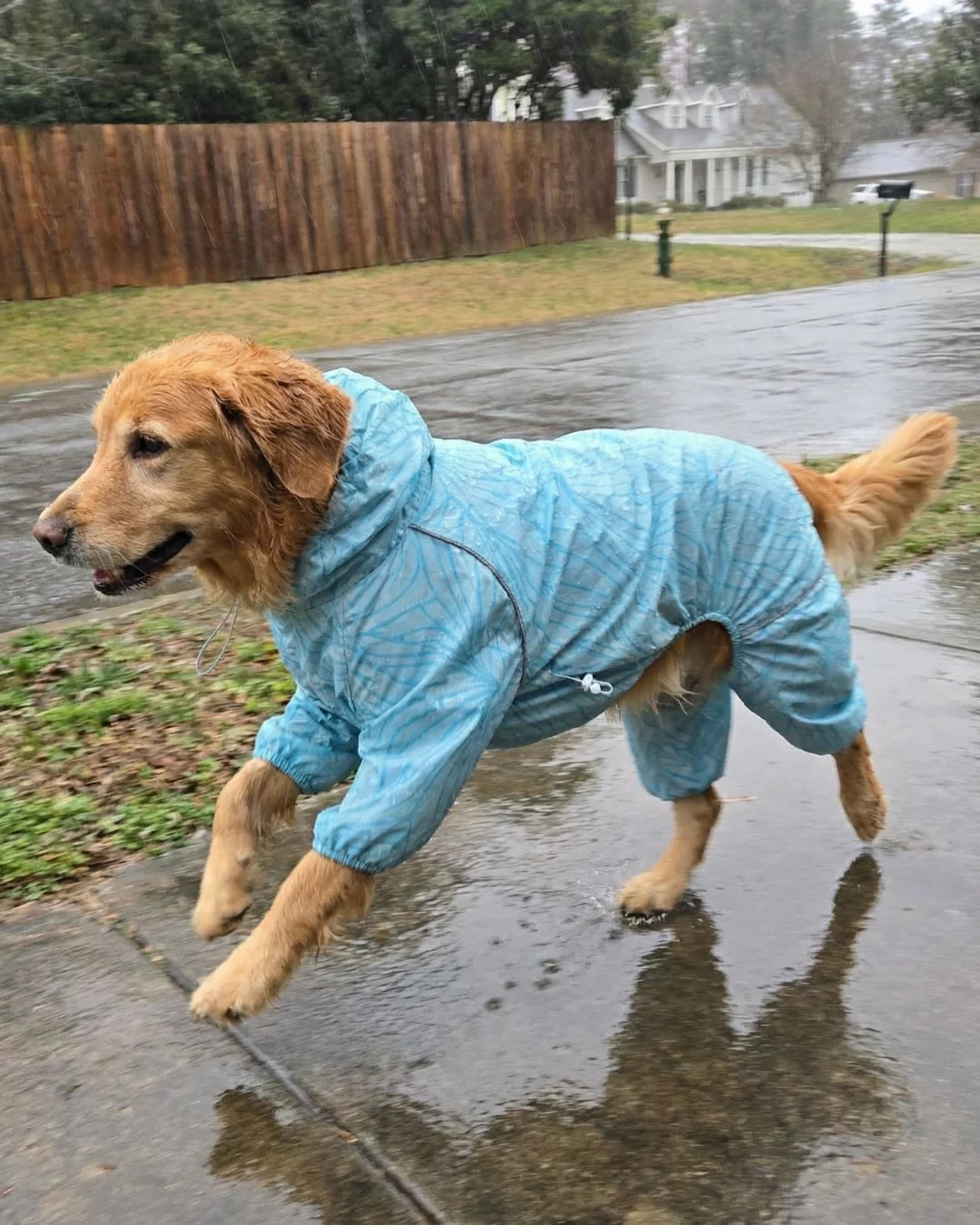 A golden retriever wearing a full-body blue raincoat trots down a wet sidewalk in the rain.