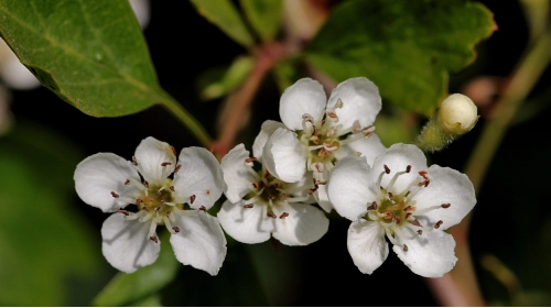 Cape Jasmine Fruit