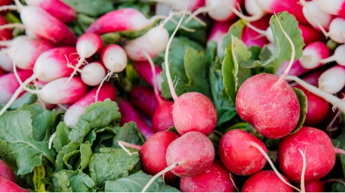 A close-up of a pile of freshly harvested red and white radishes with their green leafy tops.