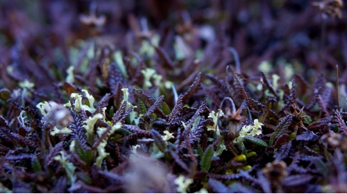 Blue Spirulina (a seaweed)