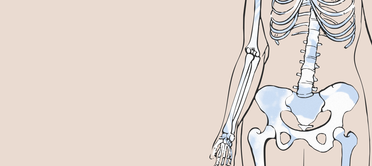 An illustration of the human skeleton, showing the rib cage, spine, pelvis, and one arm.