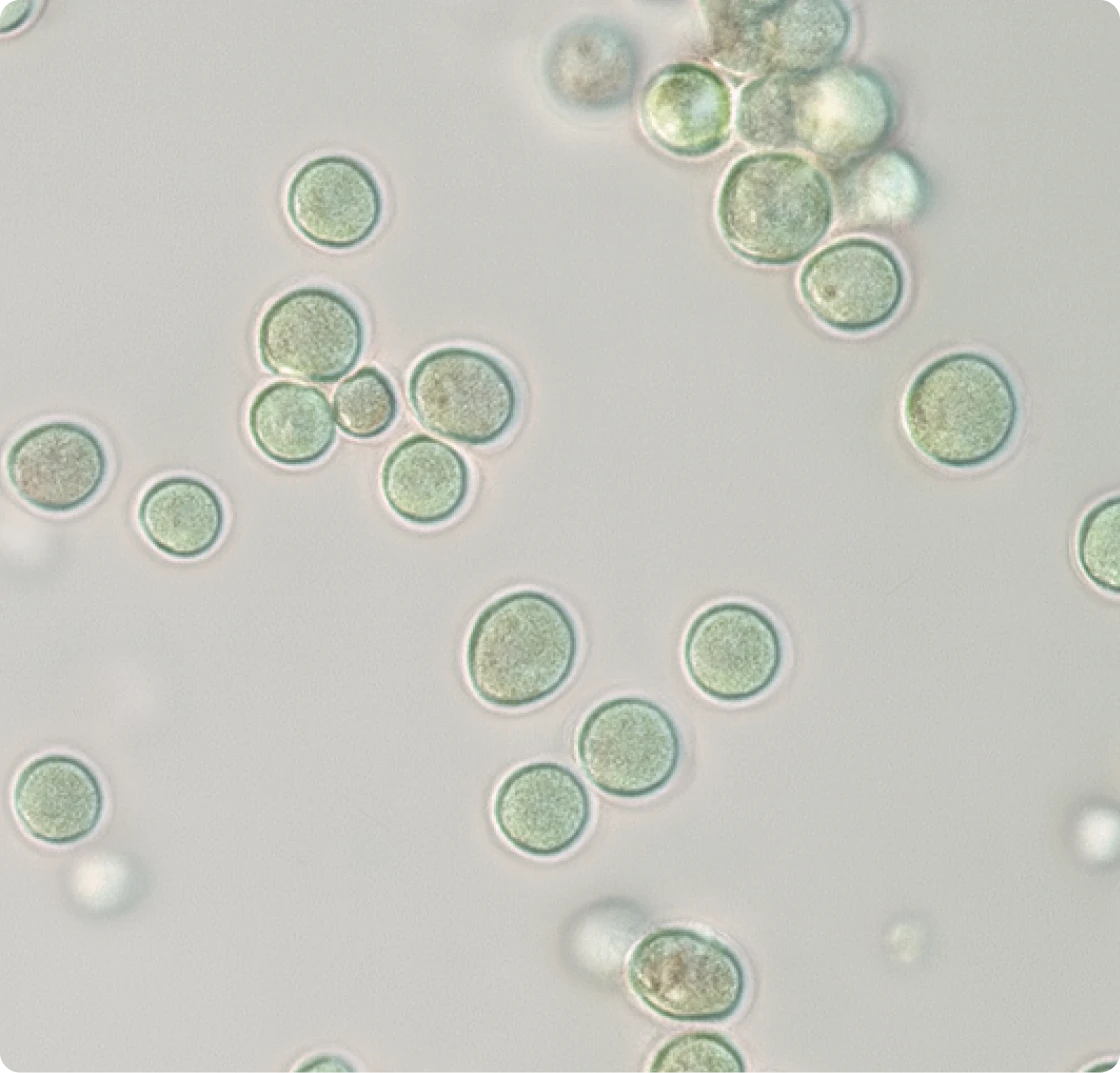 Nannochloropsis Algae