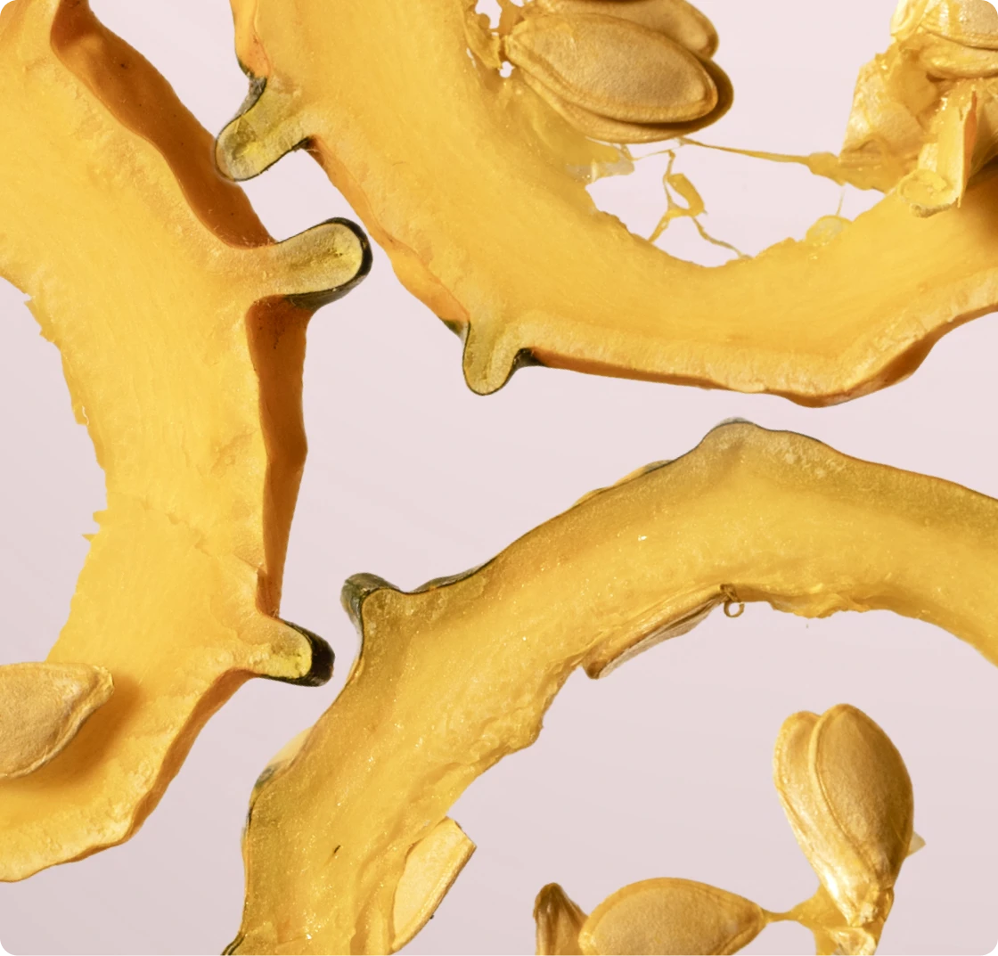 Squash Gourd