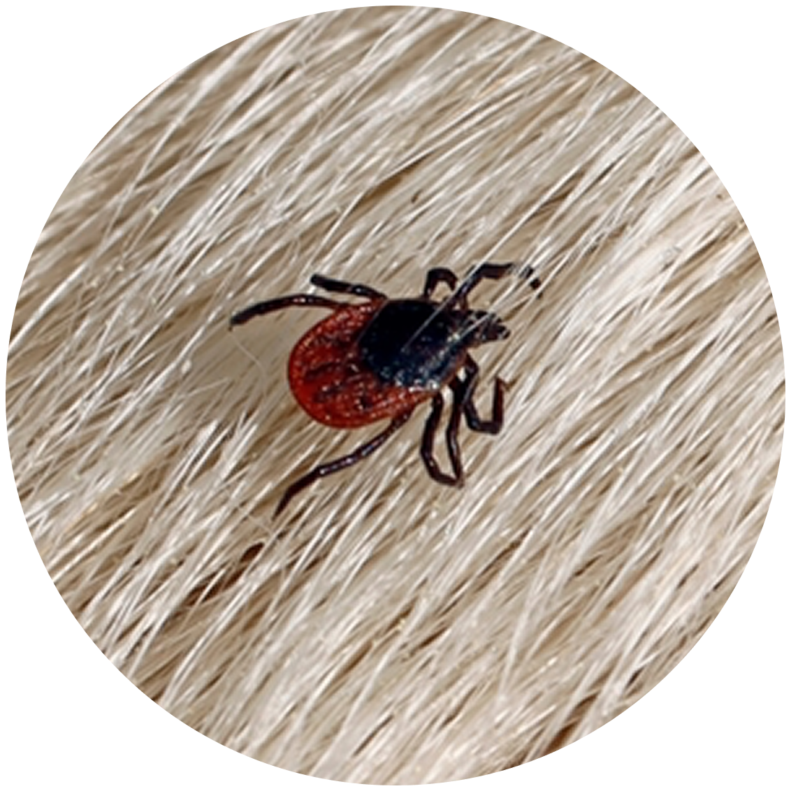 A tick on light-colored fur.
