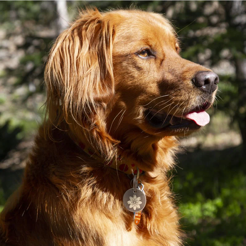 Golden retriever with a collar and tag, sitting outdoors in sunlight.