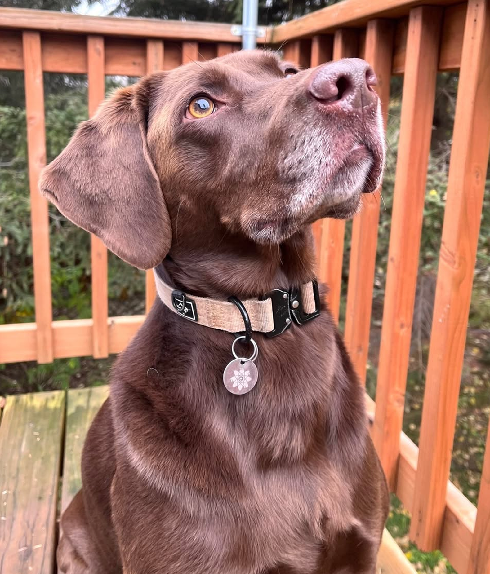 Brown dog with a collar sitting on a wooden deck.