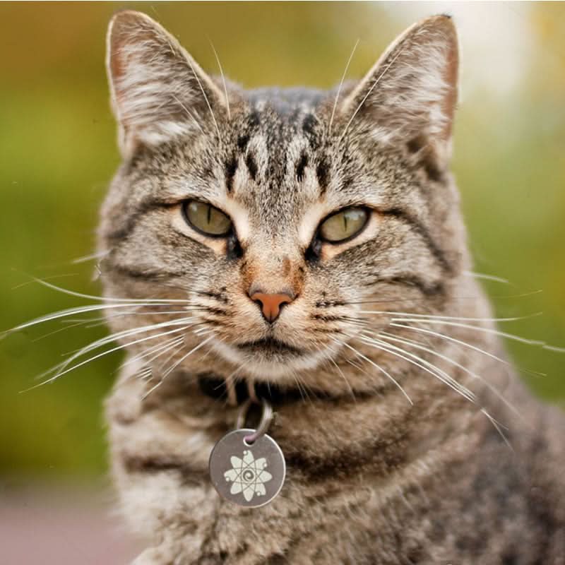 Close-up of a tabby cat with a collar and pendant.