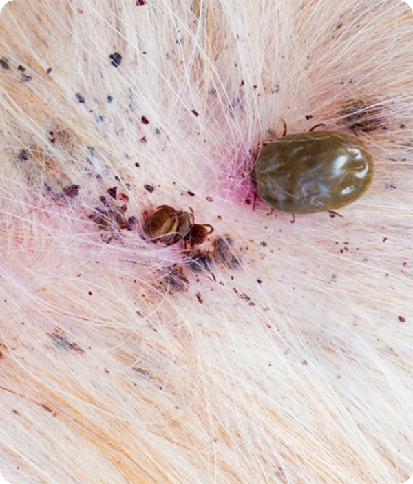 Close-up of ticks on animal fur with visible skin irritation.