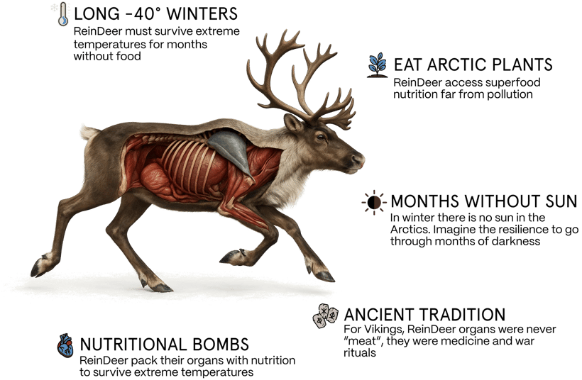 Why Vikings Celebrated Reindeer Organs