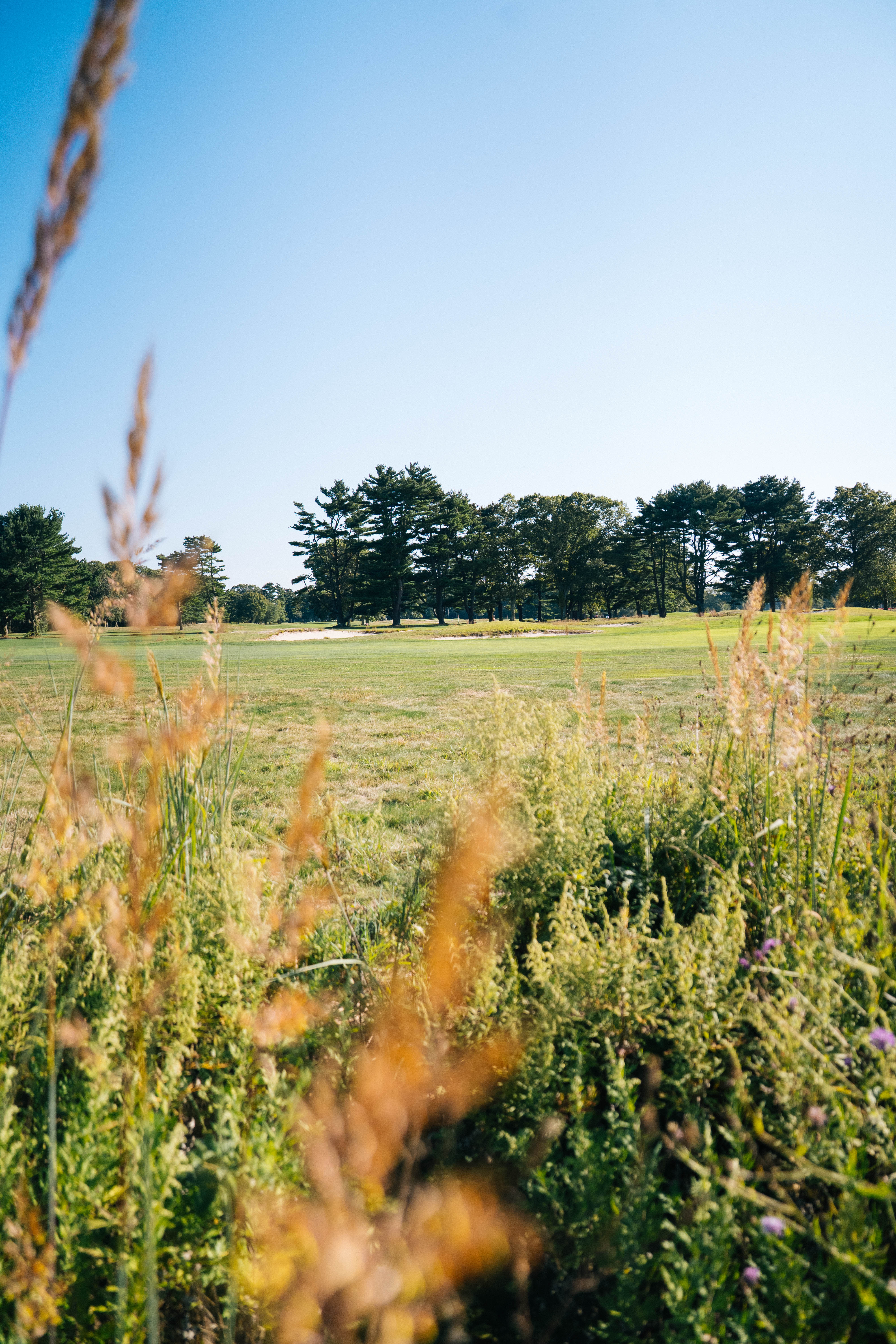 Grassy field with trees in the background and wild plants in the foreground.