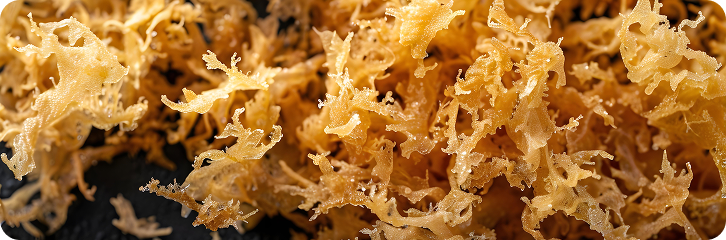 A close-up macro shot of golden sea moss against a dark background.