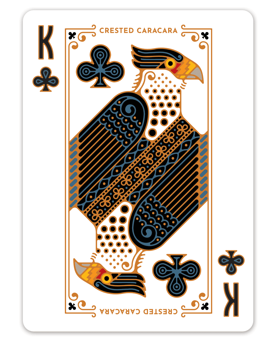 King of clubs playing card with a stylized crested caracara design.